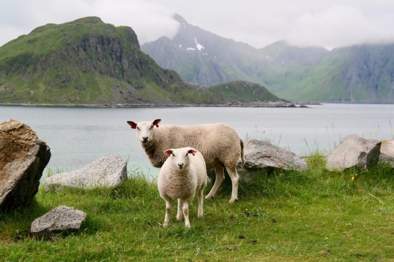 sheep-5215213_1920